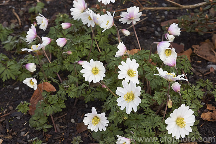 Anemone blanda x 'White Splendour', a white-flowered cultivar of a late winter- to early spring-flowering rhizomatous woodland perennial native to southeastern Europe and the nearby Mediterranean islands 'x White Splendour' often has blush of pink, especially at the exterior base of the flowerheads. Order: Ranunculales, Family: Ranunculaceae