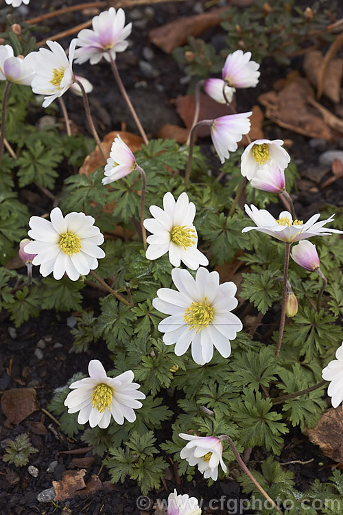 Anemone blanda x White Splendour, a white-flowered cultivar of a late winter- to early spring-flowering rhizomatous woodland perennial native to southeastern Europe and the nearby Mediterranean islands x White Splendour often has blush of pink, especially at the exterior base of the flowerheads. Order: Ranunculales, Family: Ranunculaceae