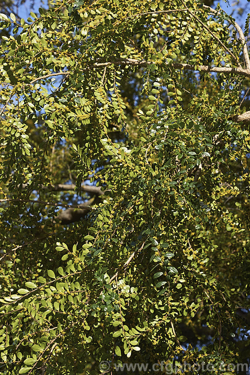 Vanilla. Tree (<i>Azara microphylla</i>) in flower. Although only tiny, the flowers of this evergreen, spring-bloomingChilean and Argentinean tree have a strong vanilla scent that announces their presence well before they can be seen. azara-2391htm'>Azara. <a href='salicaceae-plant-family-photoshtml'>Salicaceae</a>.