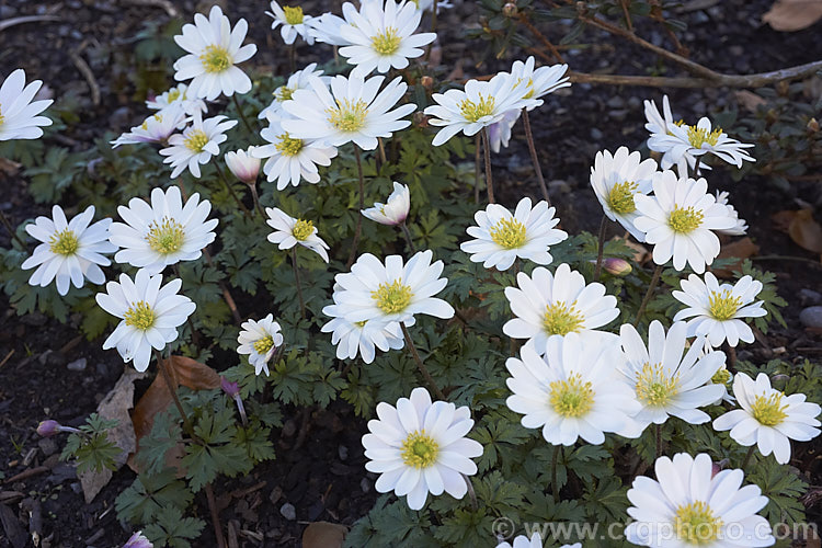 Anemone blanda x White Splendour, a white-flowered cultivar of a late winter- to early spring-flowering rhizomatous woodland perennial native to southeastern Europe and the nearby Mediterranean islands x White Splendour often has blush of pink, especially at the exterior base of the flowerheads. Order: Ranunculales, Family: Ranunculaceae