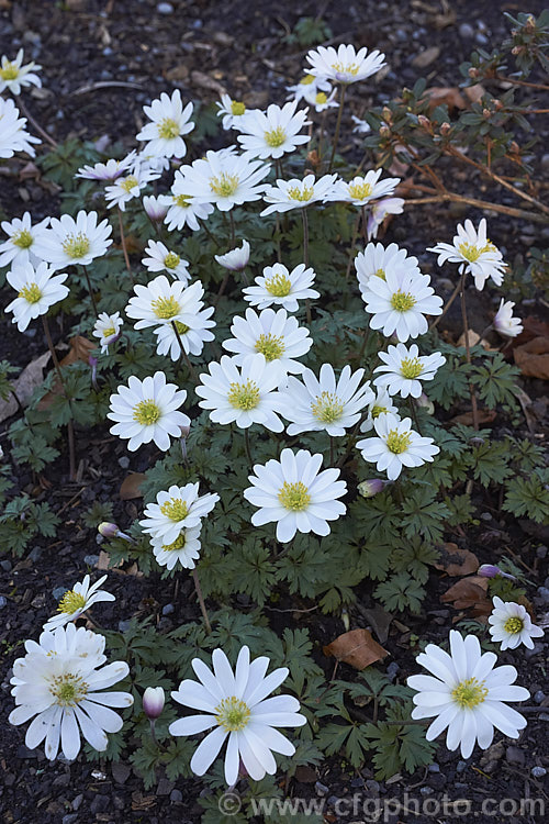 Anemone blanda x White Splendour, a white-flowered cultivar of a late winter- to early spring-flowering rhizomatous woodland perennial native to southeastern Europe and the nearby Mediterranean islands x White Splendour often has blush of pink, especially at the exterior base of the flowerheads. Order: Ranunculales, Family: Ranunculaceae