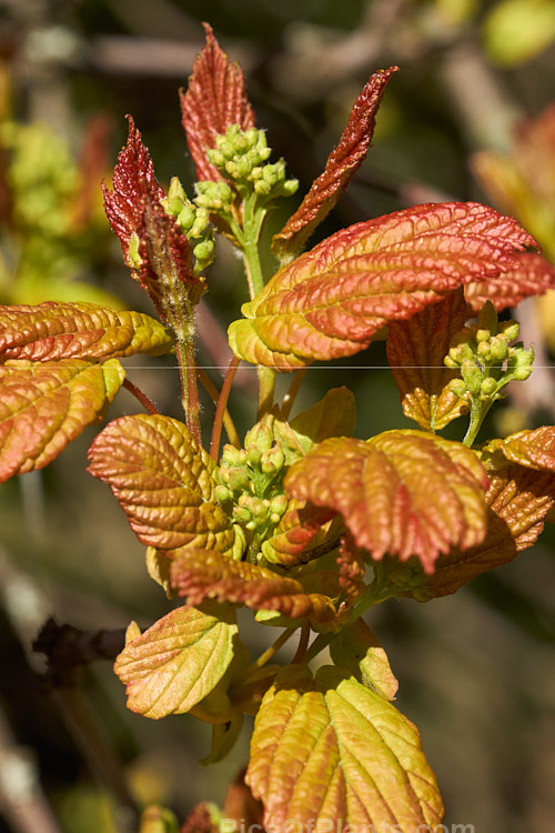 The new foliage and flower buds of the Tatarian Maple (<i>Acer tataricum</i>), a small deciduous tree found over much of the temperate area of the northern hemisphere except western Europe. Order Sapindales, Family: Sapindaceae