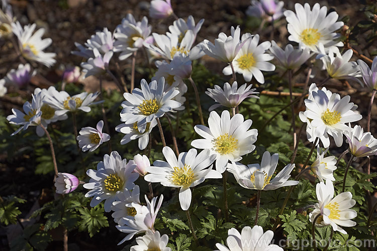 Anemone blanda x White Splendour, a white-flowered cultivar of a late winter- to early spring-flowering rhizomatous woodland perennial native to southeastern Europe and the nearby Mediterranean islands x White Splendour x often has blush of pink, especially at the exterior base of the flowerheads. Order: Ranunculales, Family: Ranunculaceae