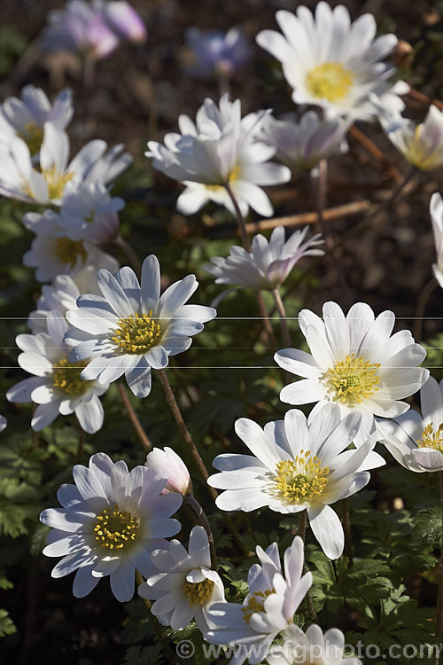 Anemone blanda x White Splendour, a white-flowered cultivar of a late winter- to early spring-flowering rhizomatous woodland perennial native to southeastern Europe and the nearby Mediterranean islands x White Splendour x often has blush of pink, especially at the exterior base of the flowerheads. Order: Ranunculales, Family: Ranunculaceae