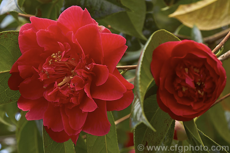 <i>Camellia</i> 'Dr. Clifford Parks' ('Crimson Robe' x 'Kramer's Supreme' [japonica]), a <i>Camellia reticulata</i> hybrid raised by Parks of the United States and introduced in 1971. Blooming from late winter, its semi-double flowers occur in a range of forms, from loose and rather open to almost peony form. Order: Ericales, Family: Theaceae