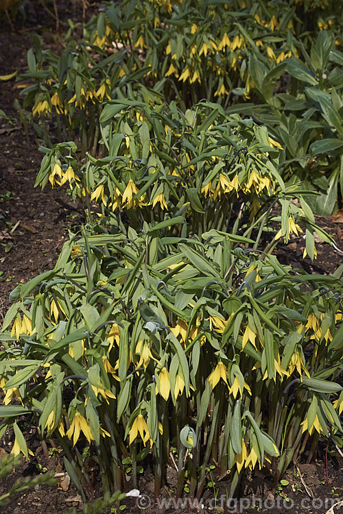 Bellwort (<i>Uvularia grandiflora</i>), a spring-blooming woodland perennial found from Quebec, Canada to Georgia, USA The flower stems are up to 75cm high, though lower at the flowering stage. uvularia-2752htm'>Uvularia. <a href='colchicaceae-plant-family-photoshtml'>Colchicaceae</a>.