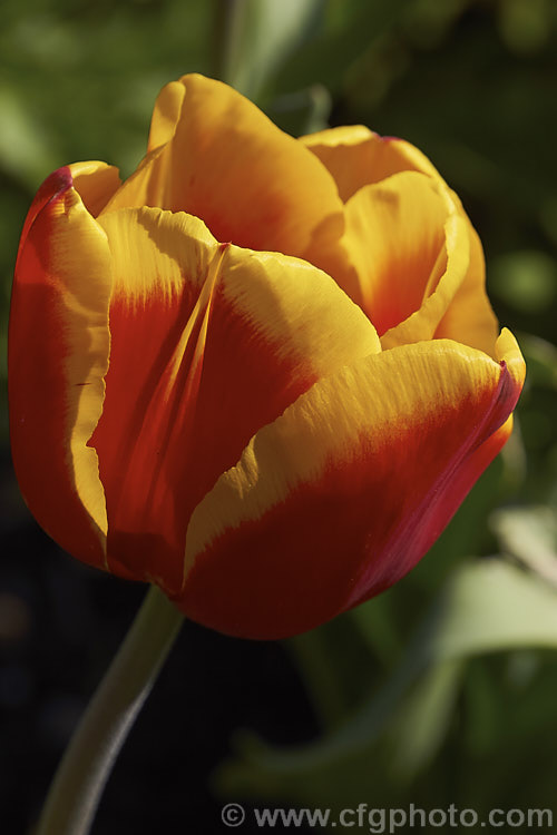 Tulipa 'Gerrit. Van. Der. Valk' (<i>Category 3 x Triumph Hybrid</i>), a strong-growing tulip that soon develops into a clump. It was introduced in 2003, grows to around 45cm tall and is noticeable for the strong contrast of its bicolored flowers. Order: Liliales, Family: Liliaceae