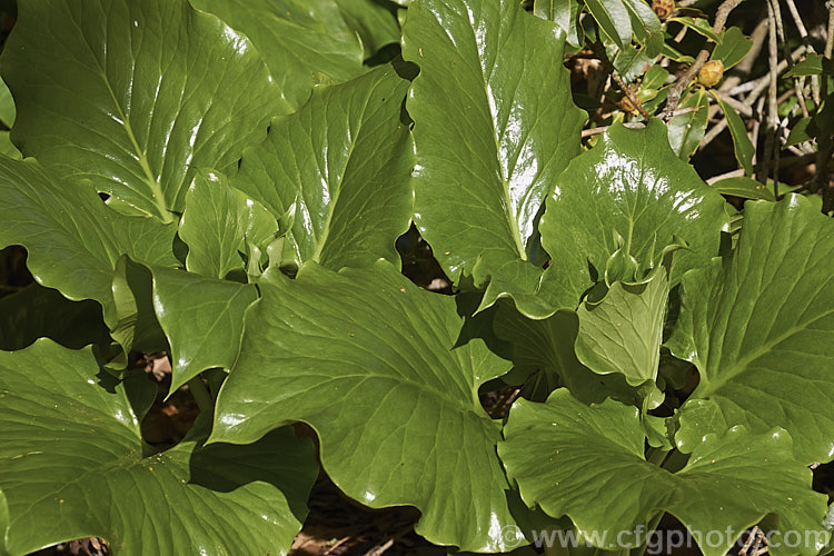 The glossy young emergent foliage of the Giant Himalayan Lily (<i>Cardiocrinum giganteum</i>). The leaves loose much of the sheen as they age. This early summer-flowering Himalayan bulb grows very quickly to over 3 m high after disappearing completely over winter. The flowers are quite strongly scented, though because they are so high up the fragrance is not always noticeable. Order: Liliales, Family: Liliaceae