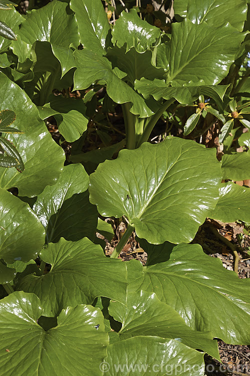 The glossy young emergent foliage of the Giant Himalayan Lily (<i>Cardiocrinum giganteum</i>). The leaves loose much of the sheen as they age. This early summer-flowering Himalayan bulb grows very quickly to over 3 m high after disappearing completely over winter. The flowers are quite strongly scented, though because they are so high up the fragrance is not always noticeable. Order: Liliales, Family: Liliaceae