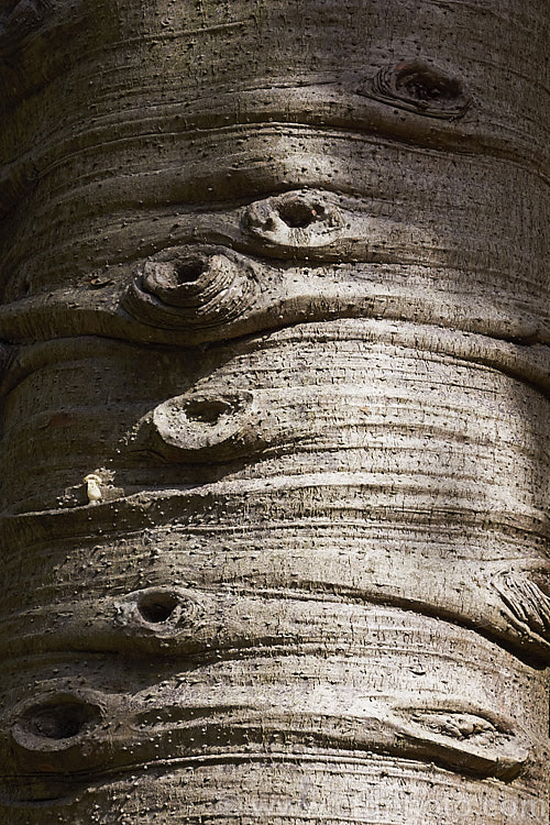 The trunk of a young Kauri (<i>Agathis australis</i>), the largest New Zealand native tree, the kauri has an extremely strong, durable wood that is excellent for high grade furniture and construction. Its thick, leathery leaves and globular cones make it an attractive garden plant when young. Order: Araucariales, Family: Araucariaceae