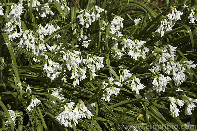 Triquetrous or three-cornered leek (<i>Allium triquetrum</i>), a spring-flowering bulb native to southern Europe. The foliage has a scent between leek, garlic and onion. allium-2045htm'>Allium.