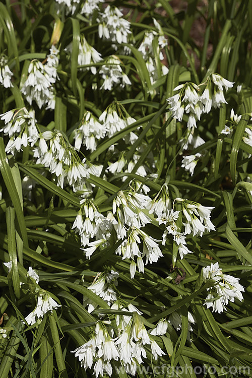 Triquetrous or three-cornered leek (<i>Allium triquetrum</i>), a spring-flowering bulb native to southern Europe. The foliage has a scent between leek, garlic and onion. allium-2045htm'>Allium.