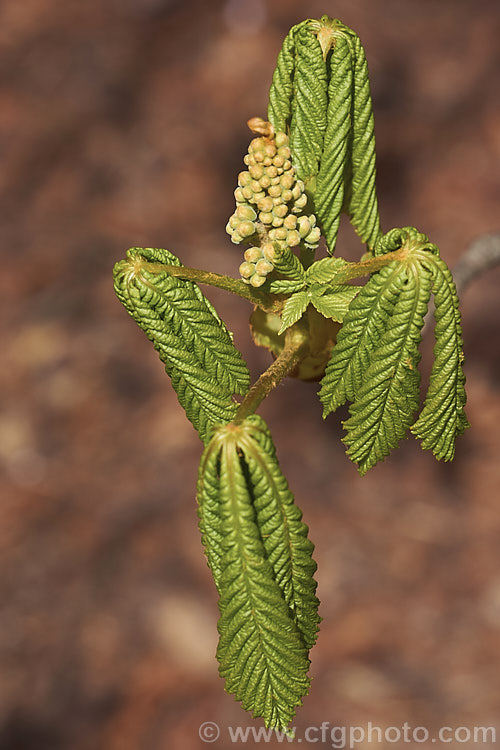 The immature flowers buds and new spring foliage of a Horse Chestnut (<i>Aesculus hippocastanum</i>), a 15-25m tall tree from Greece, Albania and Bulgaria. The spring-borne flowers develop into spiky fruiting bodies, each containing two hard nuts. Order Sapindales, Family: Sapindaceae