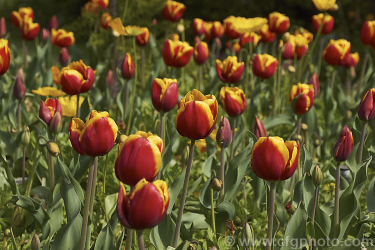 Tulipa 'Gerrit. Van. Der. Valk' (<i>Category 3 x Triumph Hybrid</i>), a strong-growing tulip that soon develops into a clump. It was introduced in 2003, grows to around 45cm tall and is noticeable for the strong contrast of its bicolored flowers. Order: Liliales, Family: Liliaceae