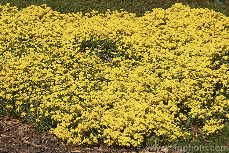 Aurinia saxatilis 'Gold King', a bright deep yellow cultivar of the Basket of Gold or Yellow Alyssum, a spring-flowering ground-cover perennial native to central and southeastern Europe. aurinia-2390htm'>Aurinia. .