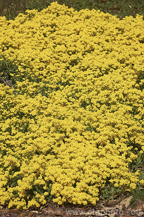 Aurinia saxatilis 'Gold King', a bright deep yellow cultivar of the Basket of Gold or Yellow Alyssum, a spring-flowering ground-cover perennial native to central and southeastern Europe. aurinia-2390htm'>Aurinia. .