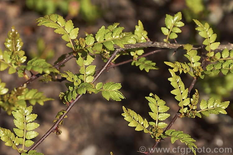 The young spring foliage and flowers of Japan. Pepper (<i>Zanthoxylum piperitum</i>), a deciduous shrub or small tree up to 6m tall. The stems have sharp spines near the leaf axils. Male and female flowers occur on separate plants. The ground seeds are used a pepper substitute and the crushed bark is also spicy. The young leaves can be eaten.