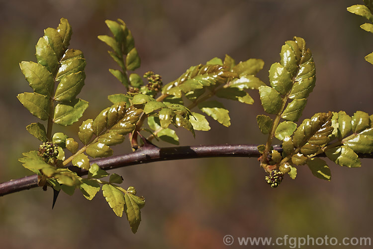 The young spring foliage and flowers of Japan Pepper (<i>Zanthoxylum piperitum</i>), a deciduous shrub or small tree up to 6m tall. The stems have sharp spines near the leaf axils. Male and female flowers occur on separate plants. The ground seeds are used a pepper substitute and the crushed bark is also spicy. The young leaves can be eaten. Order: Sapindales, Family: Rutaceae