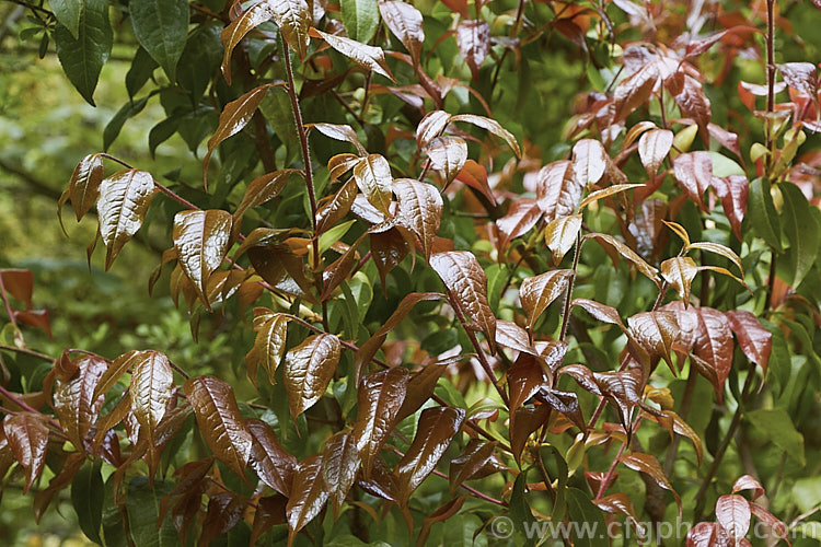 The showy bronze new growth of <i>Camellia yunnanensis</i>, a species from south-western China that is often seen as a shrub around 1.8m high, but which can eventually become tree-like and up to 7m tall Its flowers are large and have very conspicuous stamens. Order: Ericales, Family: Theaceae