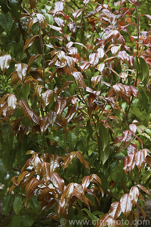 The showy bronze new growth of <i>Camellia yunnanensis</i>, a species from south-western China that is often seen as a shrub around 1.8m high, but which can eventually become tree-like and up to 7m tall Its flowers are large and have very conspicuous stamens. Order: Ericales, Family: Theaceae