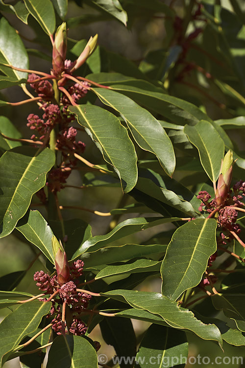 The male flowers and developing spring foliage buds of Daphniphyllum macropodum, an evergreen shrub or small tree native to Japan, Korea and China. It has lustrous deep green foliage, minute flowers and grows to 15m tall daphniphyllum-2850htm'>Daphniphyllum. <a href='daphniphyllaceae-plant-family-photoshtml'>Daphniphyllaceae</a>.