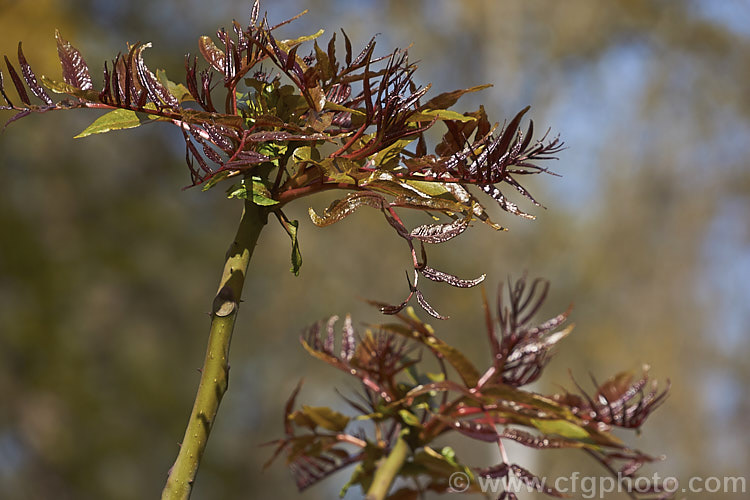 Japanese Prickly Ash (<i>Zanthoxylum ailanthoides</i>), a deciduous tree that can grow to 18m tall It has sprays of small greenish white flowers that develop into clusters of purple-black berries. The tree is native to Japan and nearby parts of China and temperate to subtropical East Asia.