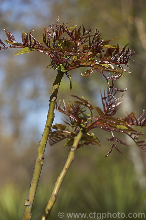 Japanese Prickly Ash (<i>Zanthoxylum ailanthoides</i>), a deciduous tree that can grow to 18m tall It has sprays of small greenish white flowers that develop into clusters of purple-black berries. The tree is native to Japan and nearby parts of China and temperate to subtropical East Asia.