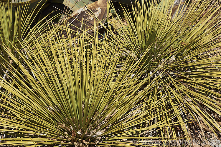 Hedgehog Agave, Rabo de Leon (<i>Agave stricta</i>), an evergreen perennial native to southeastern Mexico, with stiff, narrow, spine-tipped leaves. It forms a densely foliaged, spherical rosette and eventually develops a tall flower spike. Order: Asparagales, Family: Asparagaceae