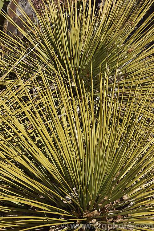 Hedgehog Agave, Rabo de Leon (<i>Agave stricta</i>), an evergreen perennial native to southeastern Mexico, with stiff, narrow, spine-tipped leaves. It forms a densely foliaged, spherical rosette and eventually develops a tall flower spike. Order: Asparagales, Family: Asparagaceae