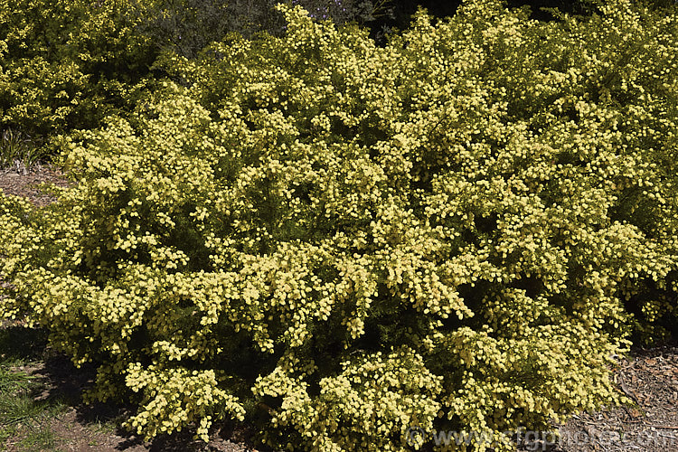 <i>Acacia</i> 'Rewa', an evergreen, spring-flowering, 2.5 x 2.5m shrub with bright to deep green needle-like foliage and short bottlebrush-like flowerheads. This cultivar is quite widely grown in New Zealand and is usually listed as a form of <i>Acacia verticillata<i> or <i>Acacia riceana</i>, but really it does not closely resemble either of those species. Order: Fabales, Family: Fabaceae