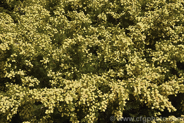 <i>Acacia</i> 'Rewa', an evergreen, spring-flowering, 2.5 x 2.5m shrub with bright to deep green needle-like foliage and short bottlebrush-like flowerheads. This cultivar is quite widely grown in New Zealand and is usually listed as a form of <i>Acacia verticillata<i> or <i>Acacia riceana</i>, but really it does not closely resemble either of those species. Order: Fabales, Family: Fabaceae