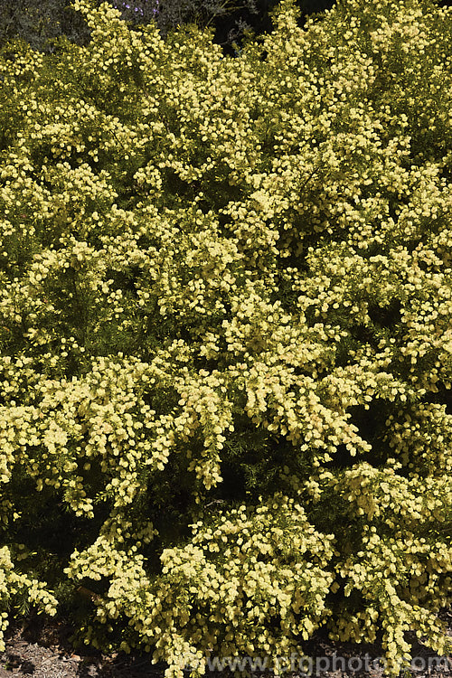 <i>Acacia</i> 'Rewa', an evergreen, spring-flowering, 2.5 x 2.5m shrub with bright to deep green needle-like foliage and short bottlebrush-like flowerheads. This cultivar is quite widely grown in New Zealand and is usually listed as a form of <i>Acacia verticillata<i> or <i>Acacia riceana</i>, but really it does not closely resemble either of those species. Order: Fabales, Family: Fabaceae