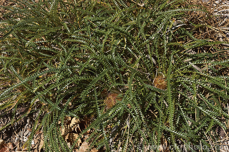 Honeypot. Dryandra (<i>Banksia nivea [syn. Dryandra nivea]), a low, spreading, evergreen shrub native to the southwestern corner of Western Australia. It may be almost prostrate or can mound up to 15m tall. The golden yellow flowerheads are often partly obscured by the long, narrow, dark green, deeply serrated leaves. Order: Proteales, Family: Proteaceae