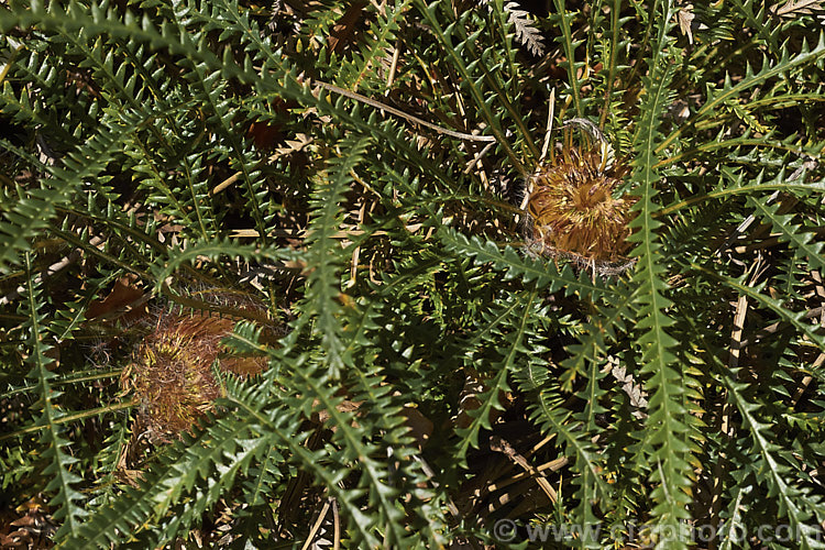 Honeypot. Dryandra (<i>Banksia nivea [syn. Dryandra nivea]), a low, spreading, evergreen shrub native to the southwestern corner of Western Australia. It may be almost prostrate or can mound up to 15m tall. The golden yellow flowerheads are often partly obscured by the long, narrow, dark green, deeply serrated leaves. Order: Proteales, Family: Proteaceae