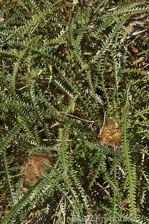 Honeypot. Dryandra (<i>Banksia nivea [syn. Dryandra nivea]), a low, spreading, evergreen shrub native to the southwestern corner of Western Australia. It may be almost prostrate or can mound up to 15m tall. The golden yellow flowerheads are often partly obscured by the long, narrow, dark green, deeply serrated leaves. Order: Proteales, Family: Proteaceae