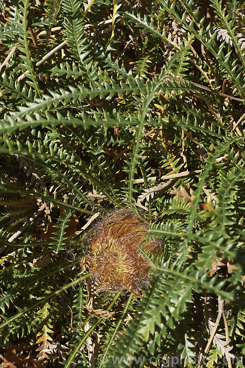 Honeypot. Dryandra (<i>Banksia nivea [syn. Dryandra nivea]), a low, spreading, evergreen shrub native to the southwestern corner of Western Australia. It may be almost prostrate or can mound up to 15m tall. The golden yellow flowerheads are often partly obscured by the long, narrow, dark green, deeply serrated leaves. Order: Proteales, Family: Proteaceae