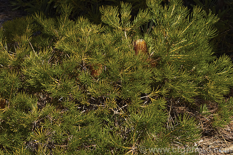 Banksia spinulosa var. collina (syn. Banksia collina</i>). Dwarf Form, a low, spreading form of a large evergreen shrub native of New South Wales and Queensland, Australia and found as far north as Cairns. Its flowerheads are correspondingly smaller too. Order: Proteales, Family: Proteaceae