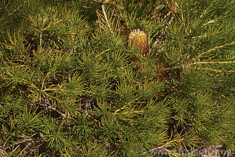 Banksia spinulosa var. collina (syn. Banksia collina</i>). Dwarf Form, a low, spreading form of a large evergreen shrub native of New South Wales and Queensland, Australia and found as far north as Cairns. Its flowerheads are correspondingly smaller too. Order: Proteales, Family: Proteaceae