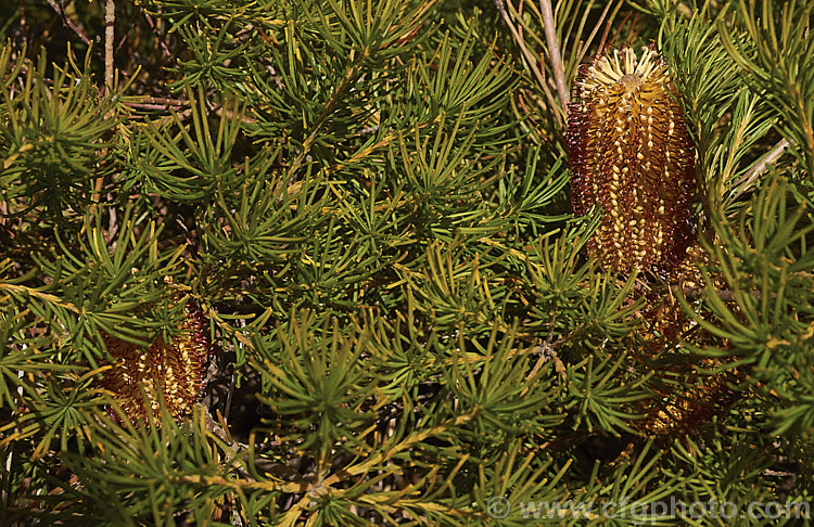 Banksia spinulosa var. collina (syn. Banksia collina</i>). Dwarf Form, a low, spreading form of a large evergreen shrub native of New South Wales and Queensland, Australia and found as far north as Cairns. Its flowerheads are correspondingly smaller too. Order: Proteales, Family: Proteaceae