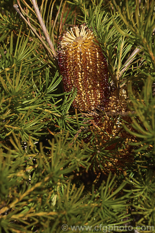 Banksia spinulosa var. collina (syn. Banksia collina</i>). Dwarf Form, a low, spreading form of a large evergreen shrub native of New South Wales and Queensland, Australia and found as far north as Cairns. Its flowerheads are correspondingly smaller too. Order: Proteales, Family: Proteaceae