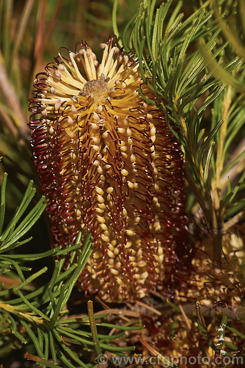 Banksia spinulosa var. collina (syn. Banksia collina</i>). Dwarf Form, a low, spreading form of a large evergreen shrub native of New South Wales and Queensland, Australia and found as far north as Cairns. Its flowerheads are correspondingly smaller too. Order: Proteales, Family: Proteaceae