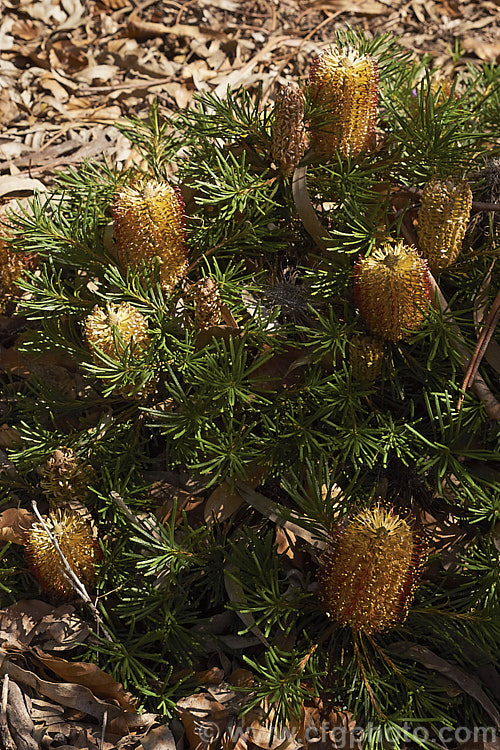 Banksia spinulosa 'Birthday Candles', a cultivar of Banksia spinulosa var. collina (syn. Banksia collina</i>). Dwarf From, a low, spreading form of a large evergreen shrub native of New South Wales and Queensland, Australia and found as far north as Cairns. Its flowerheads are short, but in proportion to the size of the plant and often abundant. Order: Proteales, Family: Proteaceae