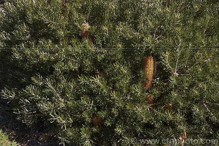 Hairpin Banksia (<i>Banksia spinulosa</i>), an evergreen shrub native to the coasts and mountains of eastern Australia. It is quite variable and occurs in several natural varieties and forms. Plants are often low and spreading but may also be erect and well over 2m high and wide. Order: Proteales, Family: Proteaceae