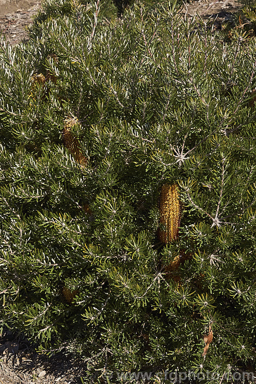 Hairpin Banksia (<i>Banksia spinulosa</i>), an evergreen shrub native to the coasts and mountains of eastern Australia. It is quite variable and occurs in several natural varieties and forms. Plants are often low and spreading but may also be erect and well over 2m high and wide. Order: Proteales, Family: Proteaceae