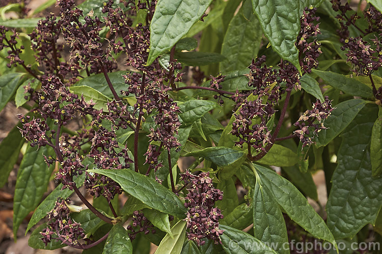 The flowers of a male Aucuba himalaica, an evergreen shrub or small tree up to 10m tall It is native to the eastern Himalayas and produces heads of small purple-red flowers in late winter and early spring, followed by orange-red drupes on female plants. The foliage is narrow and very shallowly toothed. aucuba-2280htm'>Aucuba. <a href='garryaceae-plant-family-photoshtml'>Garryaceae</a>.