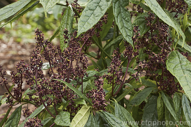 The flowers of a male Aucuba himalaica, an evergreen shrub or small tree up to 10m tall It is native to the eastern Himalayas and produces heads of small purple-red flowers in late winter and early spring, followed by orange-red drupes on female plants. The foliage is narrow and very shallowly toothed. aucuba-2280htm'>Aucuba. <a href='garryaceae-plant-family-photoshtml'>Garryaceae</a>.