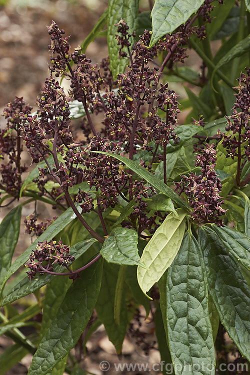 The flowers of a male Aucuba himalaica, an evergreen shrub or small tree up to 10m tall It is native to the eastern Himalayas and produces heads of small purple-red flowers in late winter and early spring, followed by orange-red drupes on female plants. The foliage is narrow and very shallowly toothed. aucuba-2280htm'>Aucuba. <a href='garryaceae-plant-family-photoshtml'>Garryaceae</a>.