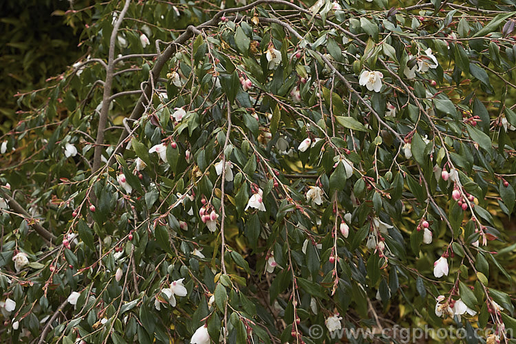 <i>Camellia lutchuensis</i> var. <i>minutiflora</i> (syn. <i>Camellia minutiflora</i>), a small-flowered natural variety of an evergreen shrub native to eastern China, including Hong Kong The species can grow to 6m tall, though var. <i>minutiflora</i> seldom exceeds 4m and often has a semi-weeping growth habit. Order: Ericales, Family: Theaceae