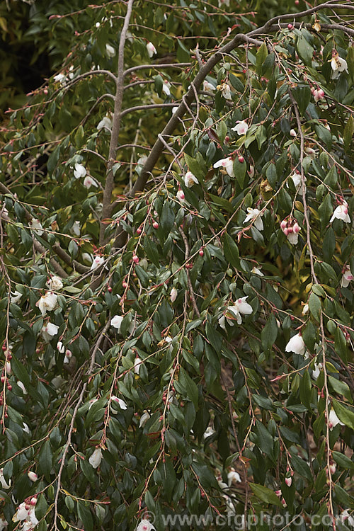 <i>Camellia lutchuensis</i> var. <i>minutiflora</i> (syn. <i>Camellia minutiflora</i>), a small-flowered natural variety of an evergreen shrub native to eastern China, including Hong Kong The species can grow to 6m tall, though var. <i>minutiflora</i> seldom exceeds 4m and often has a semi-weeping growth habit. Order: Ericales, Family: Theaceae