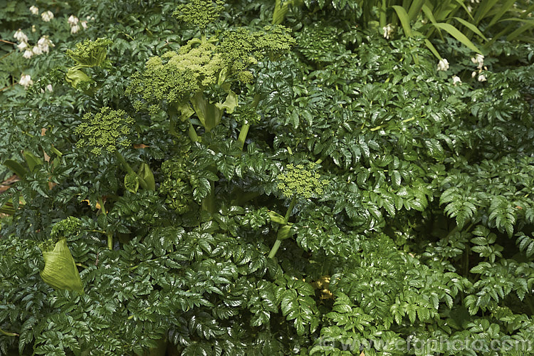 Angelica pachycarpa, an evergreen or near-evergreen spring-flowering perennial cultivated for its very glossy foliage, which is sometimes used as an ornamental garnish